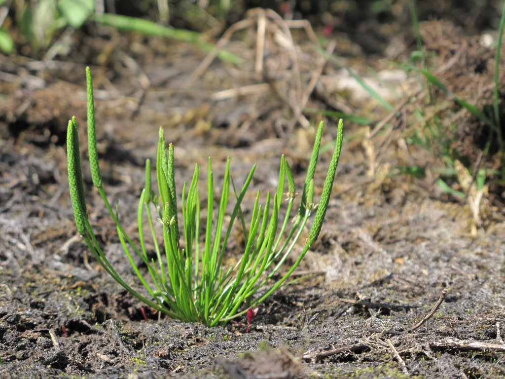 Myosurus minimus